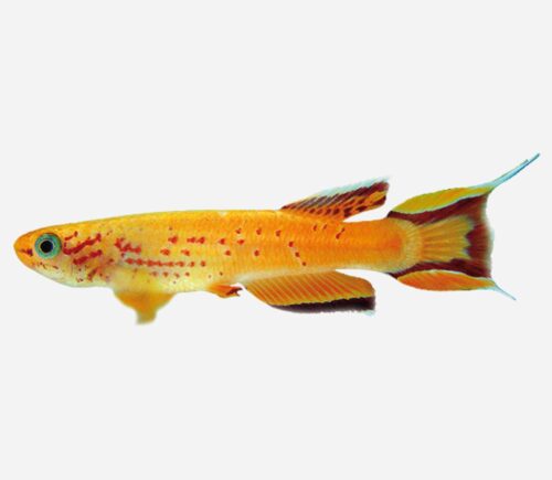 Killi cola de lira 💎HQF💎