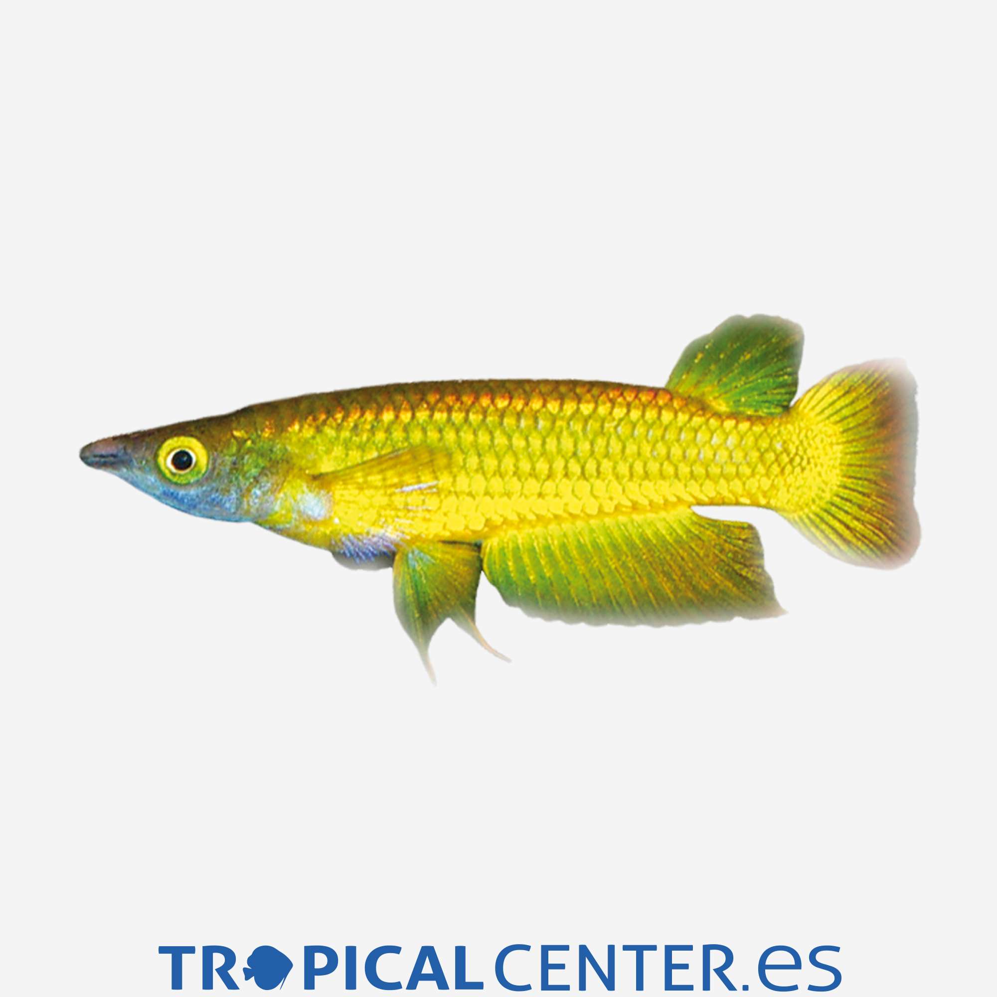 ki29-2-panchax-rayado_general_3694.jpg ki29-2-panchax-rayado_general_3694.jpg