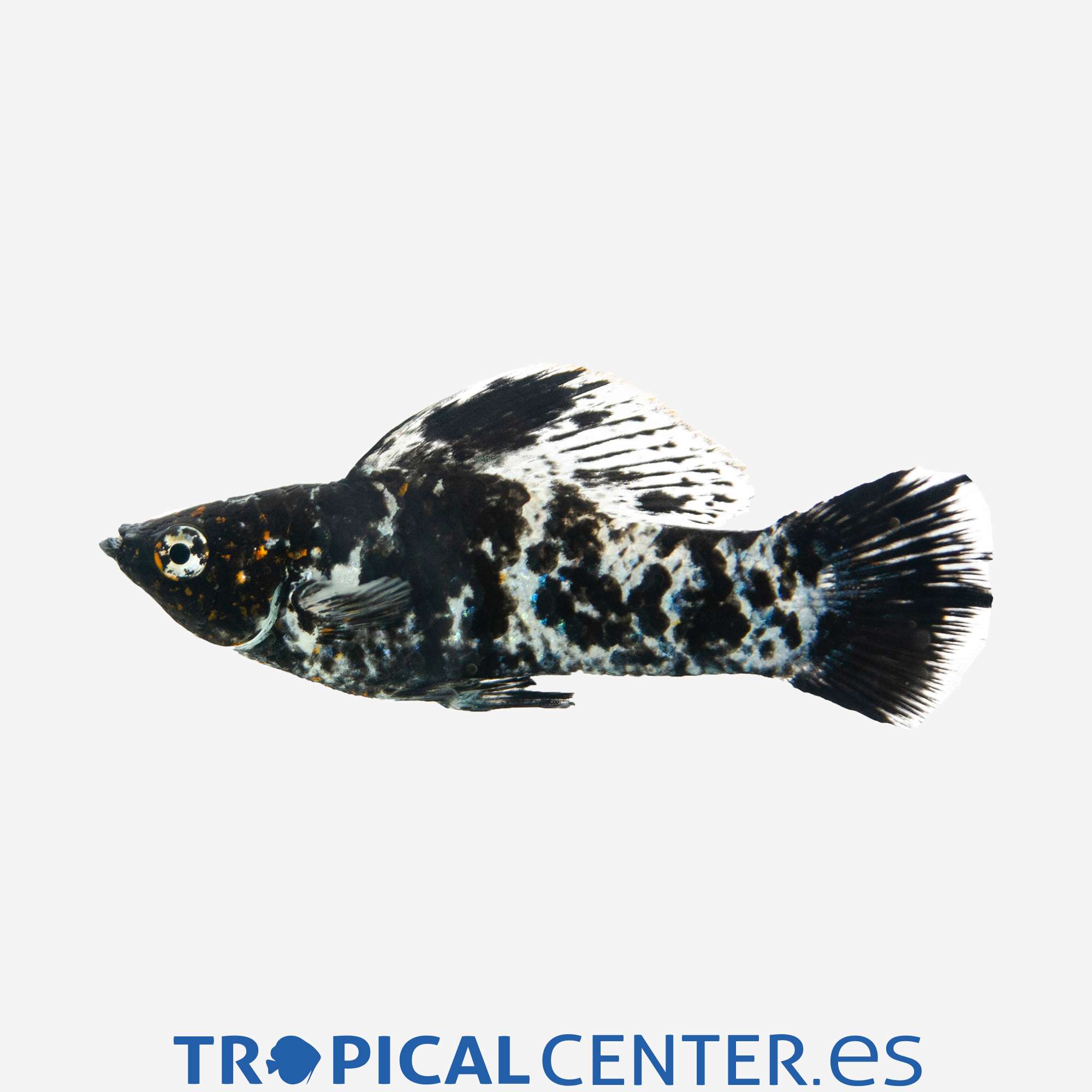 mo43-09-molly-velifera-marmol-hqf-macho_general_4402.jpg mo43-09-molly-velifera-marmol-hqf-macho_general_4402.jpg