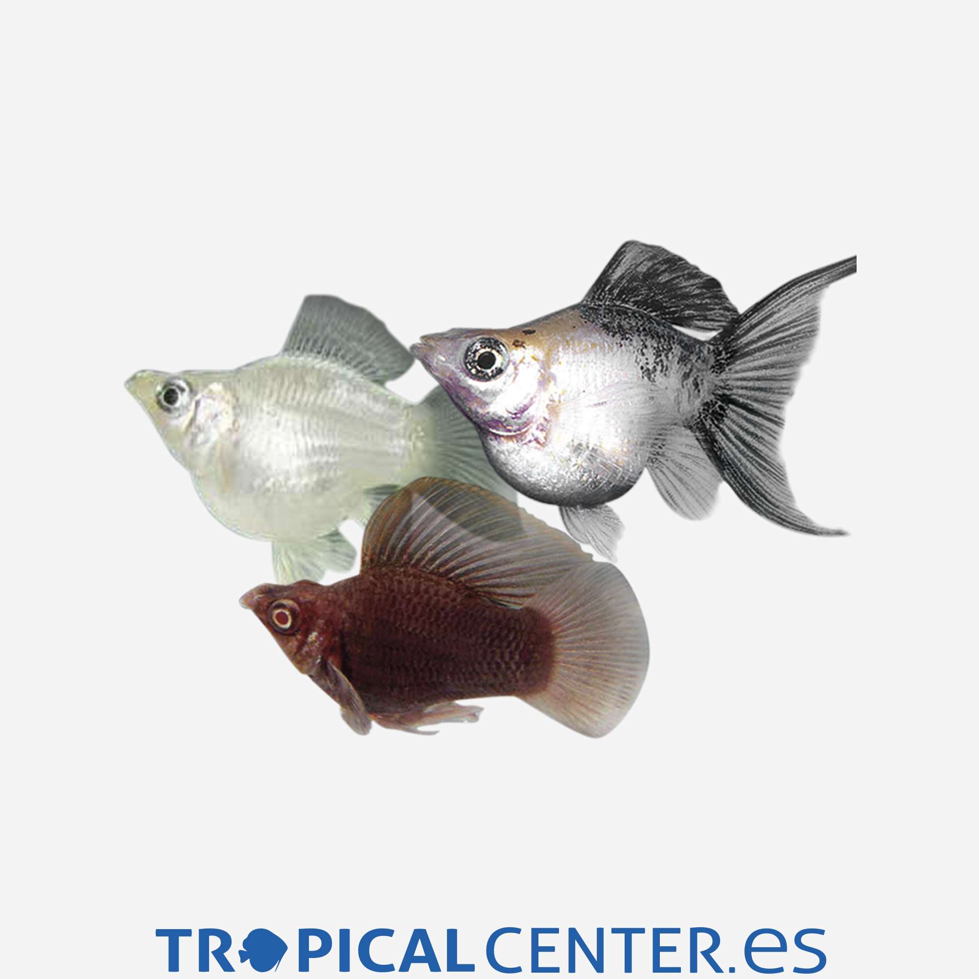 mo81-0-molly-balon-lira-surtida_general_4165.jpg mo81-0-molly-balon-lira-surtida_general_4165.jpg