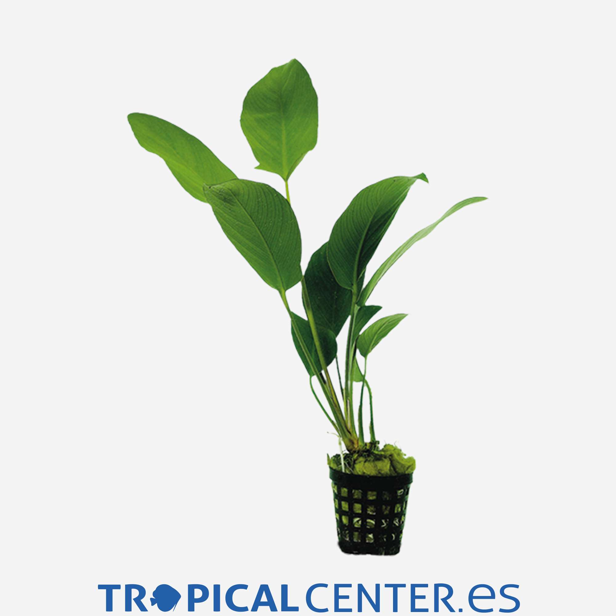 p010-anubias-hastifolia_general_4027.jpg p010-anubias-hastifolia_general_4027.jpg