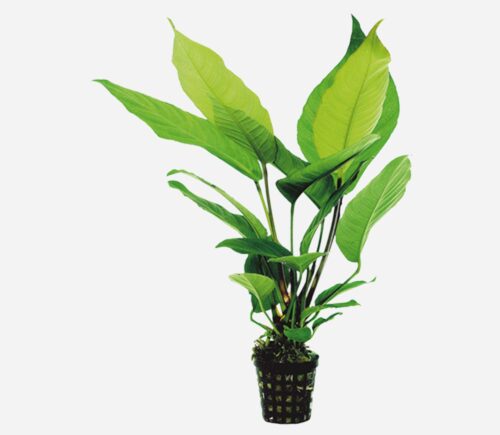 Anubias heterophylla