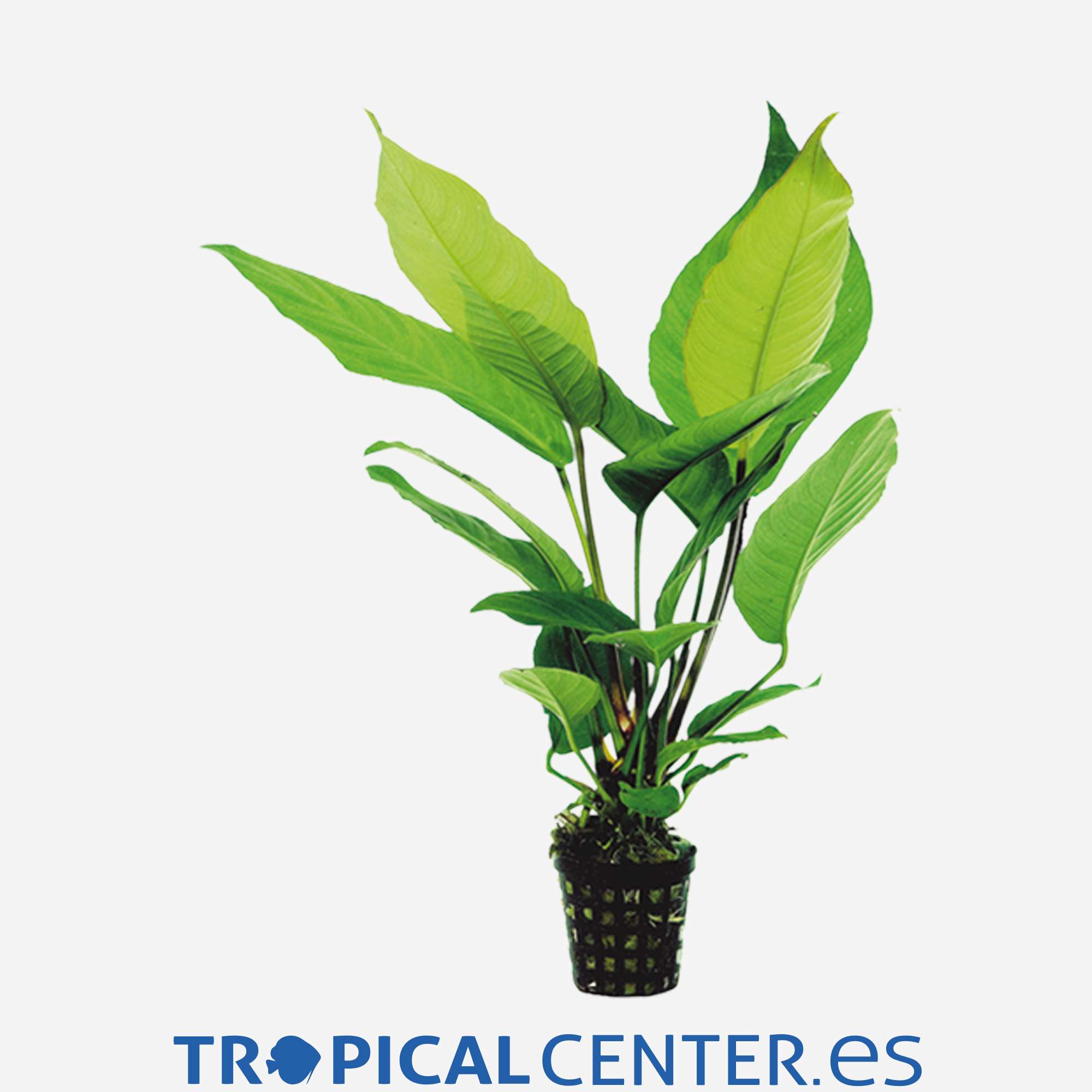 p011-anubias-heterophylla_general_4028.jpg p011-anubias-heterophylla_general_4028.jpg