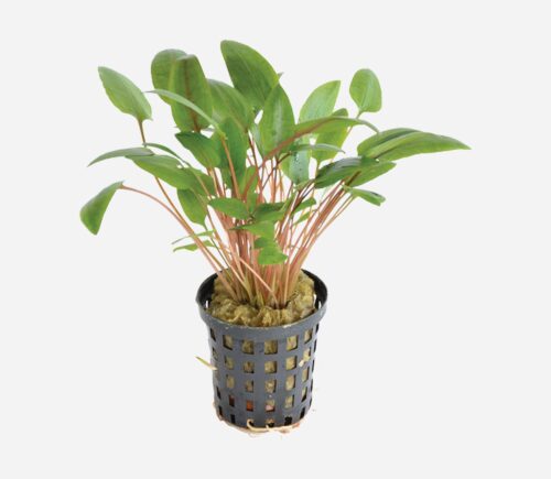 Cryptocoryne wendtii  Verde