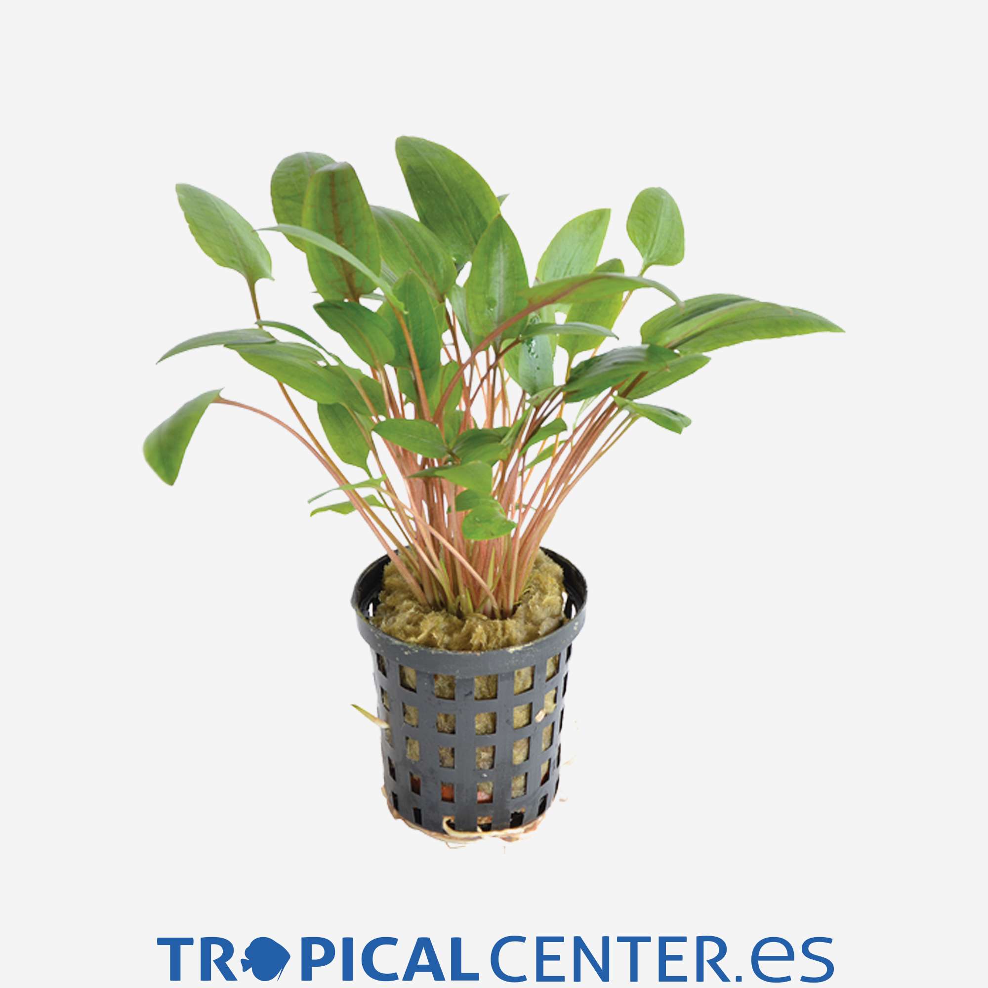 p053-cryptocoryne-wendtii-verde_general_4035.jpg p053-cryptocoryne-wendtii-verde_general_4035.jpg