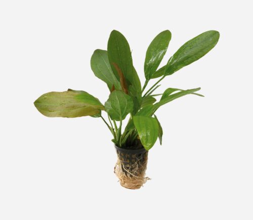 Echinodorus parviflorus