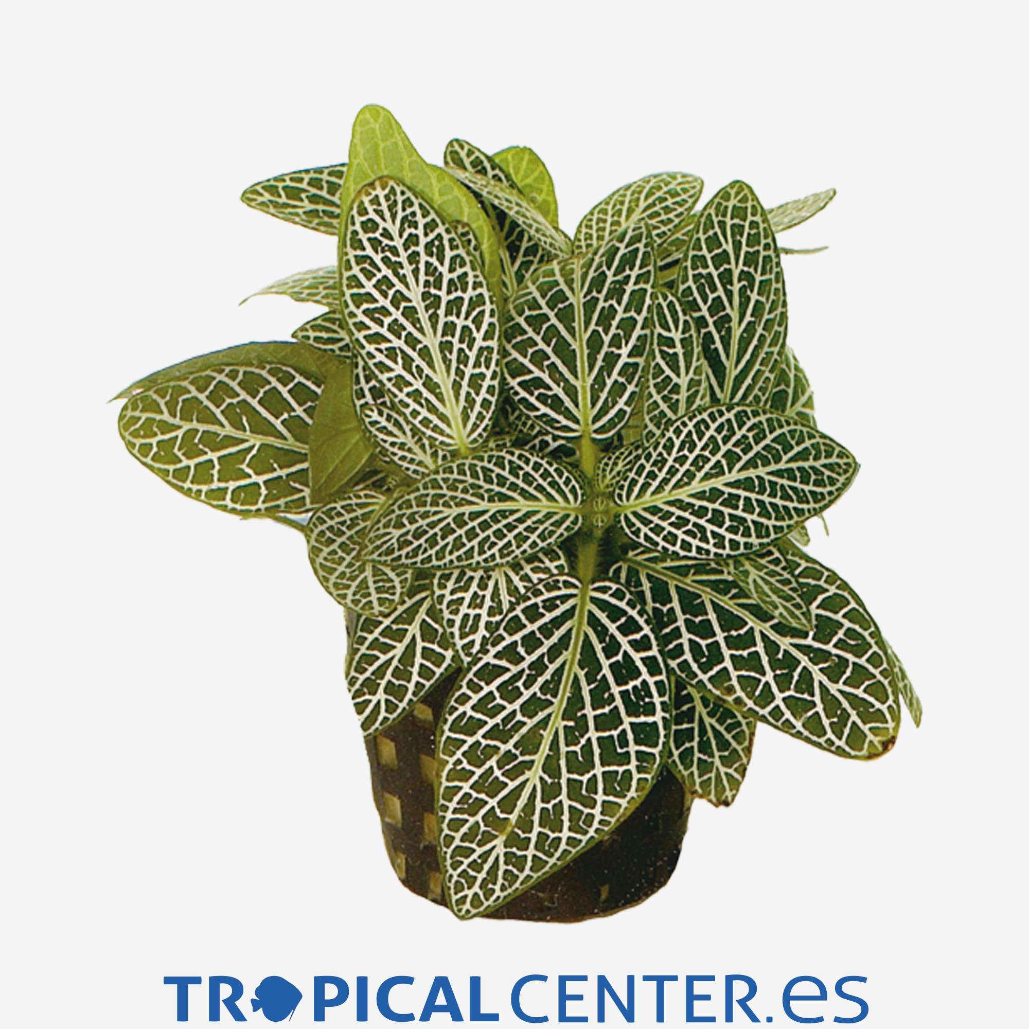 p085-fittonia-verschaffeltii-blanca_general_4740.jpg p085-fittonia-verschaffeltii-blanca_general_4740.jpg