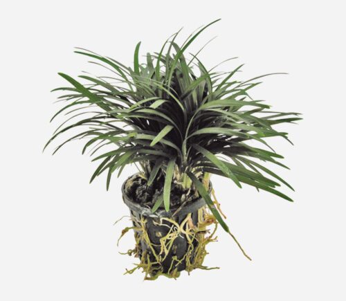 Ophiopogon japonicus (kioto)