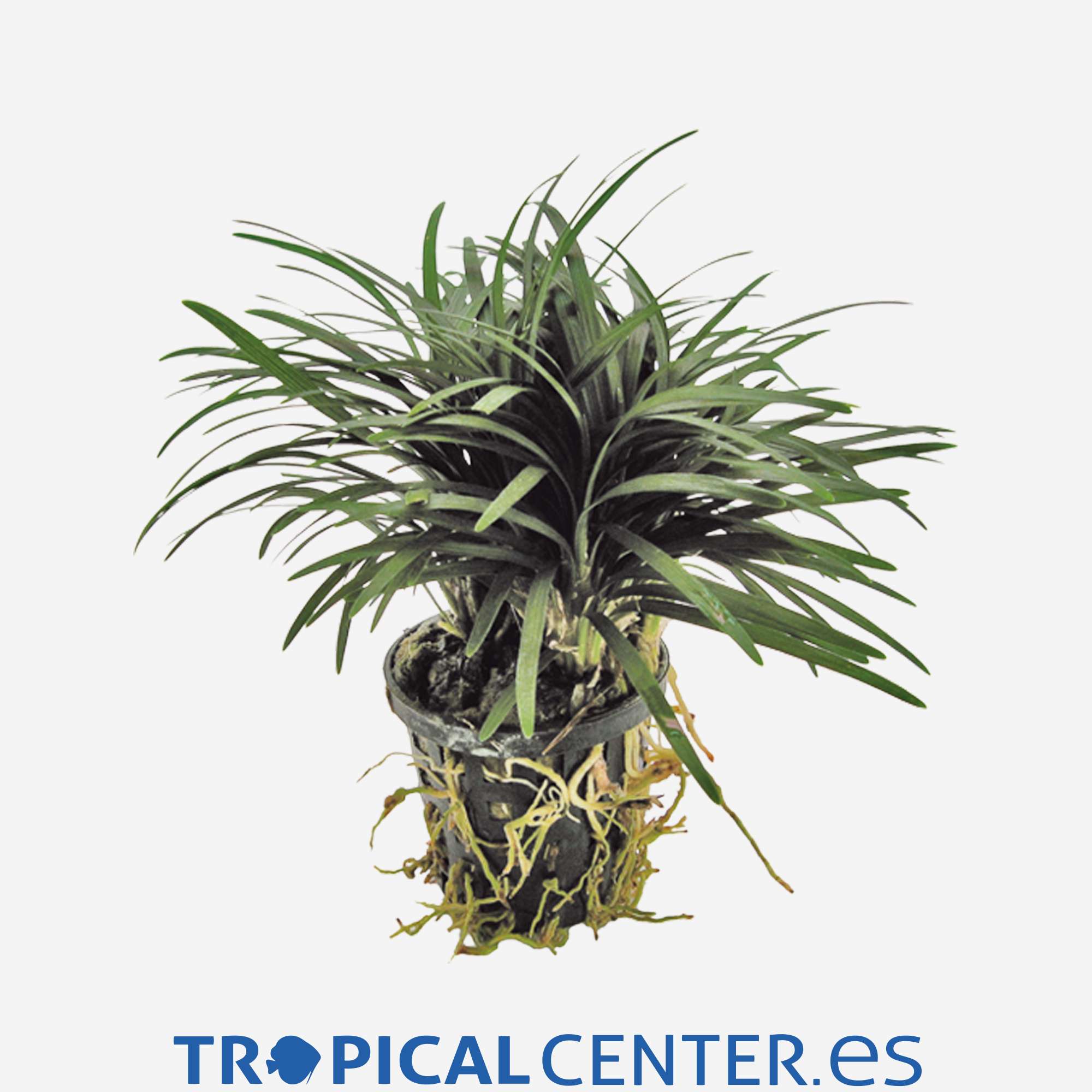 p129-ophiopogon-japonicus-kioto_general_4047.jpg p129-ophiopogon-japonicus-kioto_general_4047.jpg