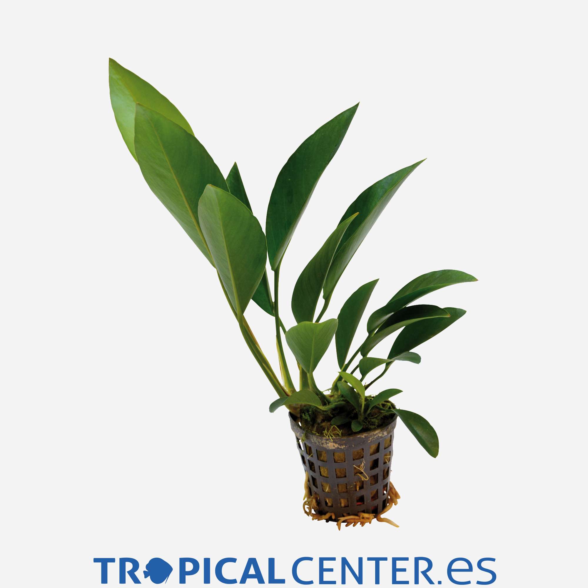 p154-anubias-congensis_general_4175.jpg p154-anubias-congensis_general_4175.jpg