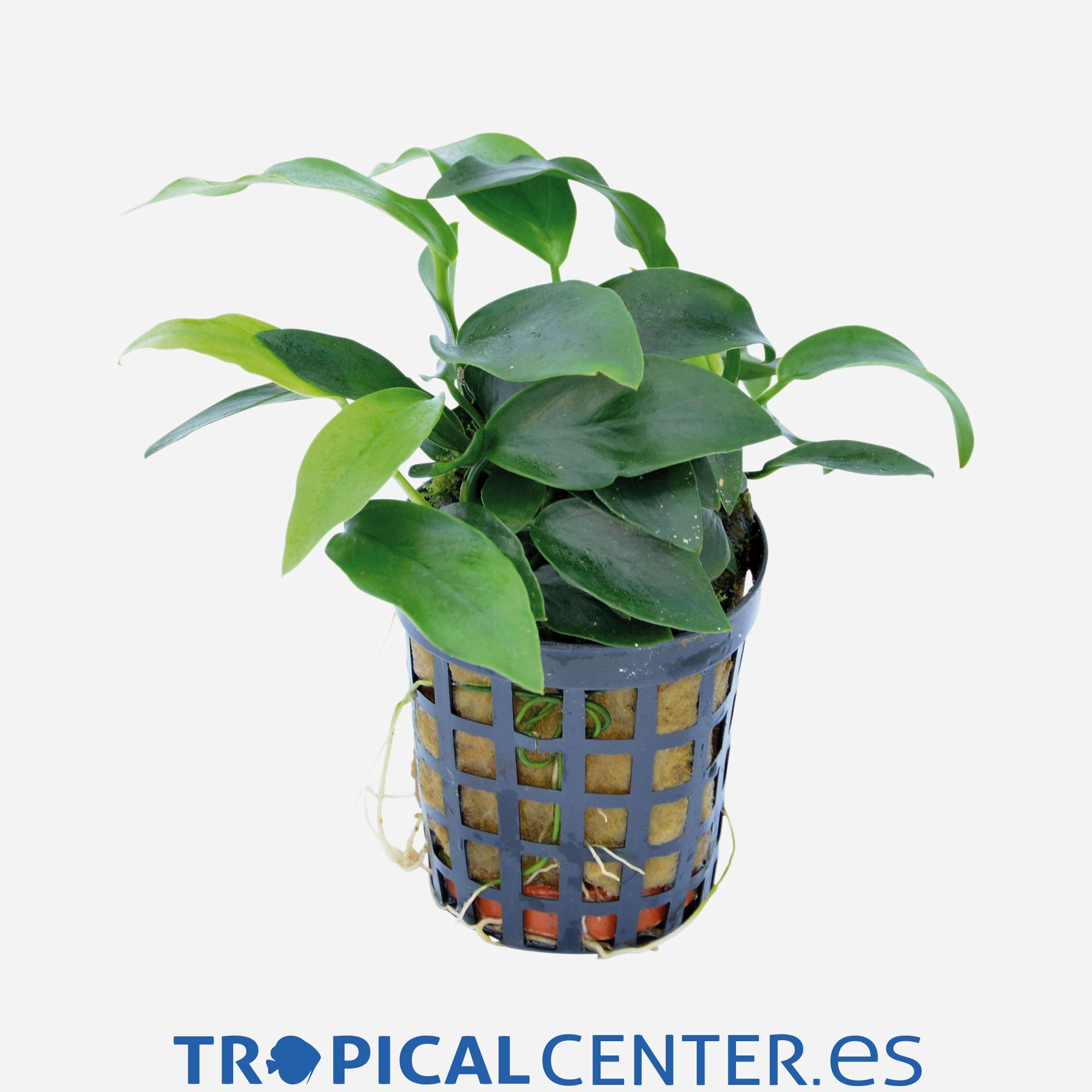 p156-anubias-barteri-hoja-estrecha_general_4052.jpg p156-anubias-barteri-hoja-estrecha_general_4052.jpg