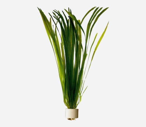 Vallisneria spiralis