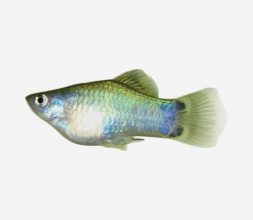 Platy Azul Mickey 💎HQF💎