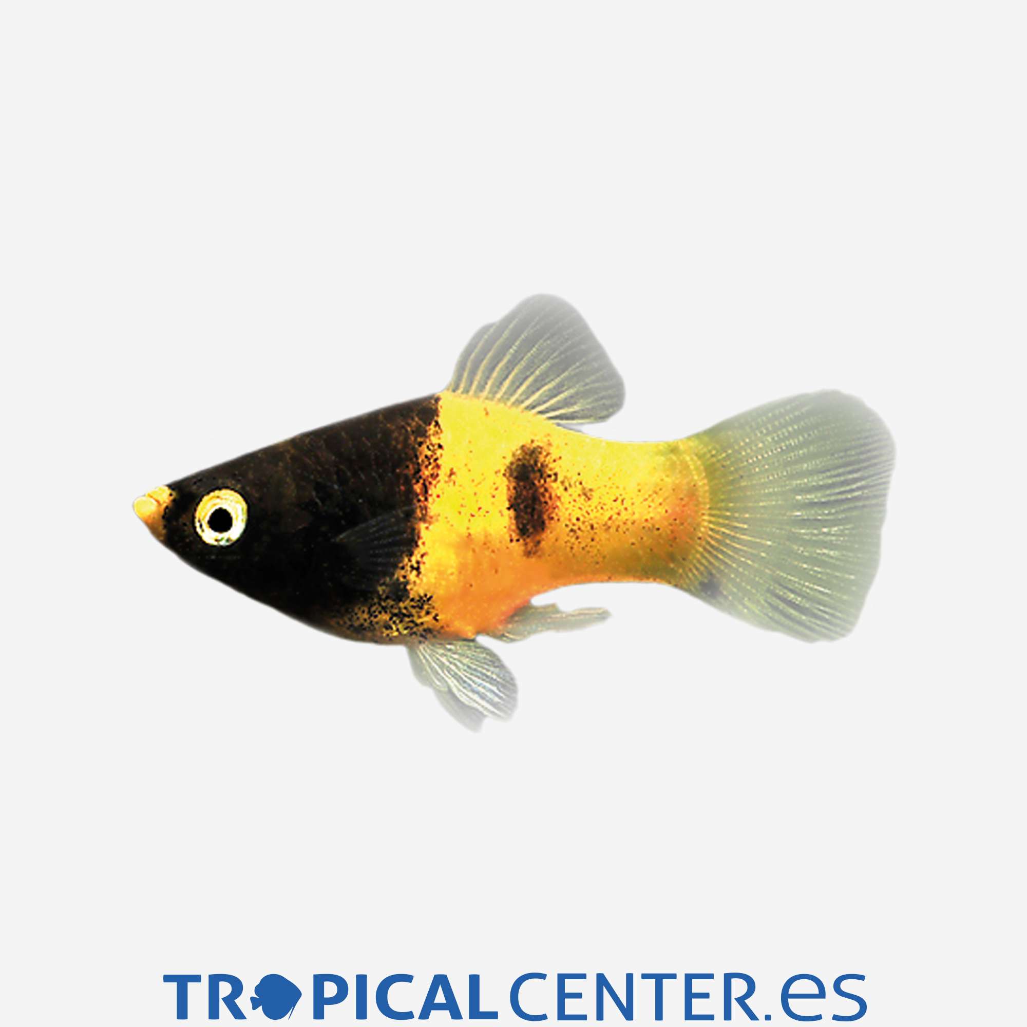 pl100-1-platy-bumblebee_general_4590.jpg pl100-1-platy-bumblebee_general_4590.jpg