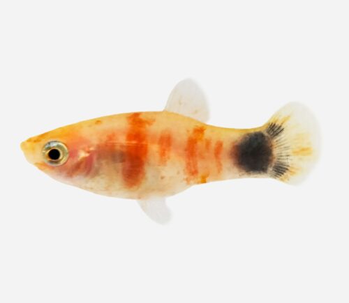 Platy Tigre rojo Mickey