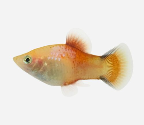 Platy Coral rojo blanco 💎HQF💎