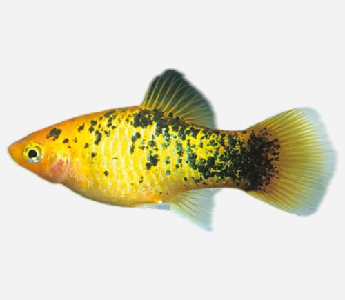 Platy Dorado calicó