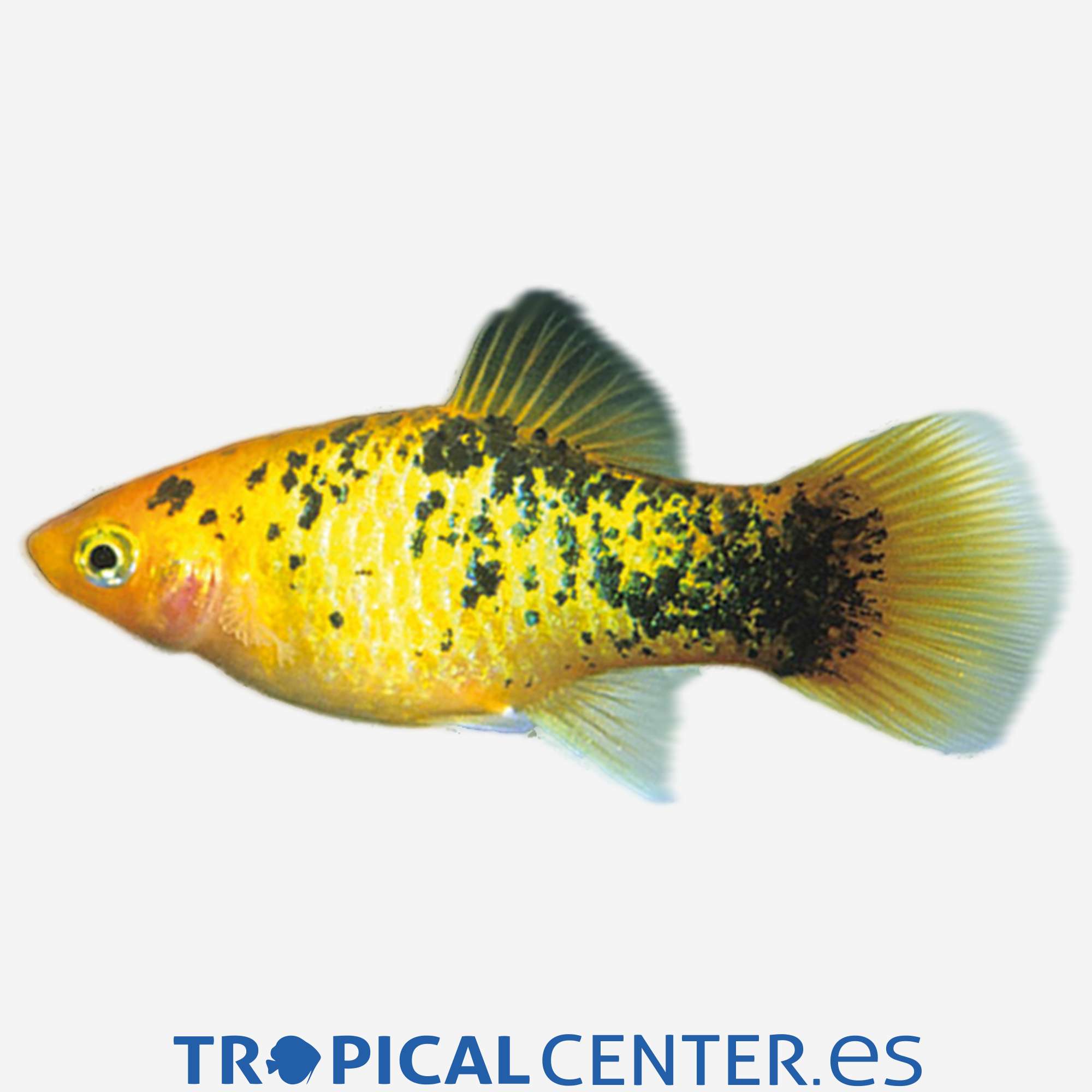 pl35-2-platy-dorado-calico_general_3905.jpg pl35-2-platy-dorado-calico_general_3905.jpg