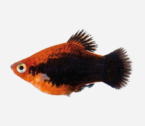 Platy Rojo tuxedo