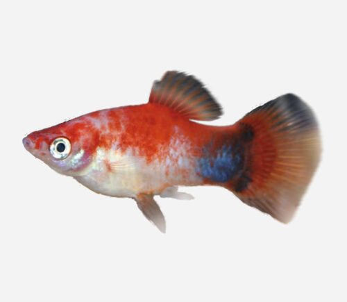 Platy Amanecer Mickey