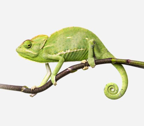 Chameleo calyptratus (C.C)