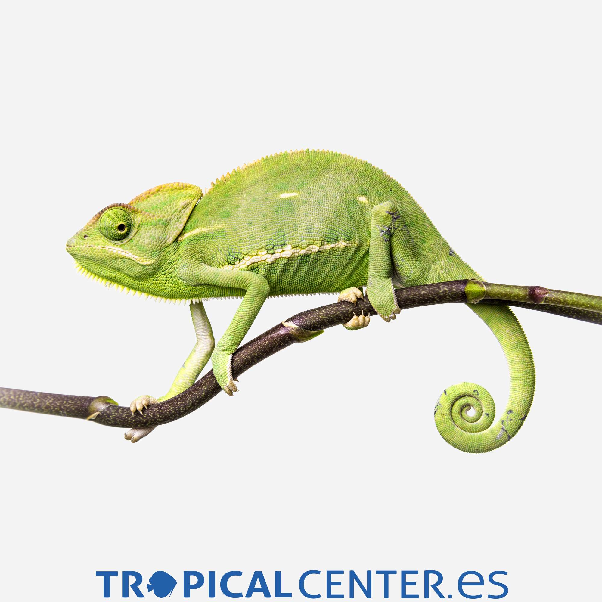 r029-0-chameleo-calyptratus-c-c_general_4774.jpg