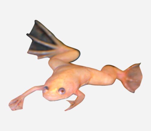 Hymenochirus boettgeri Oro