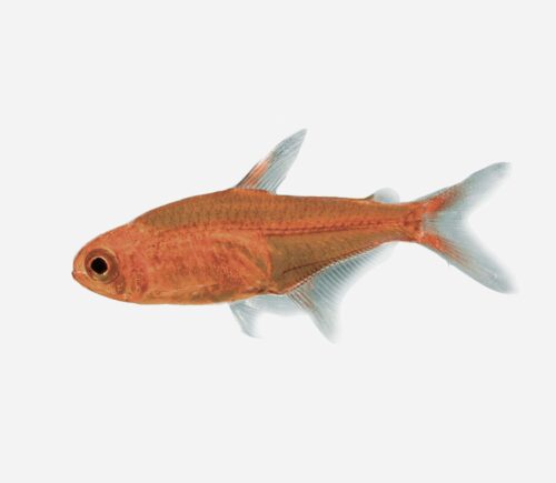 Tetra ámbar