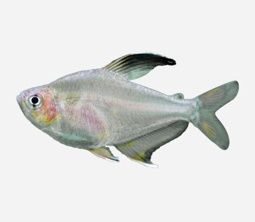 Tetra bentosi