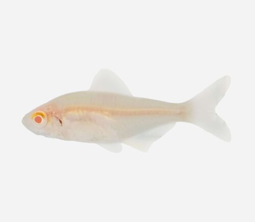 Tetra limón Albino