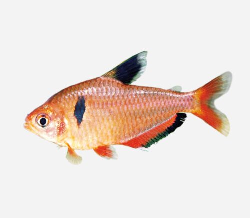 Tetra Serpae