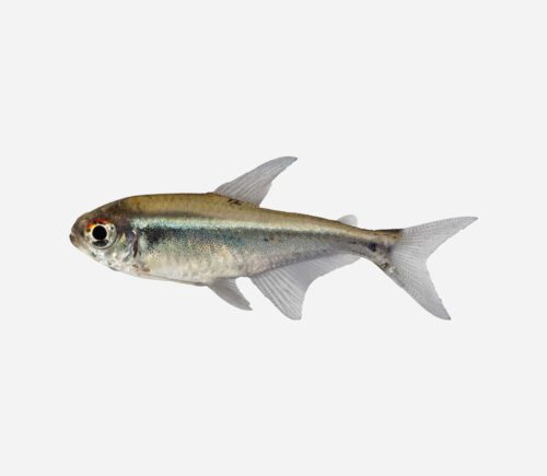 Neón negro Diamante