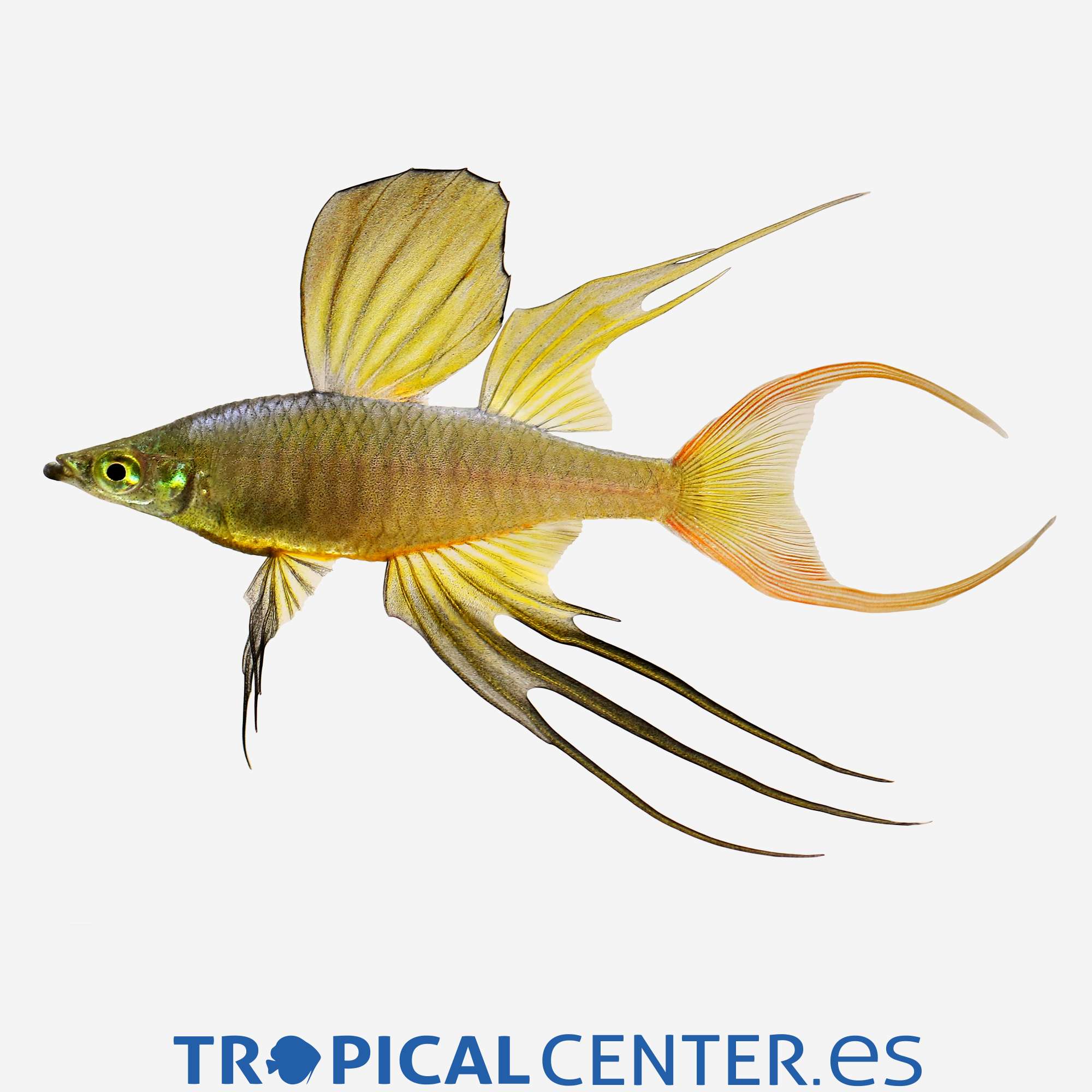 ai02-1-pez-arcoiris-de-aleta-filamentosa_general_3279.jpg ai02-1-pez-arcoiris-de-aleta-filamentosa_general_3279.jpg