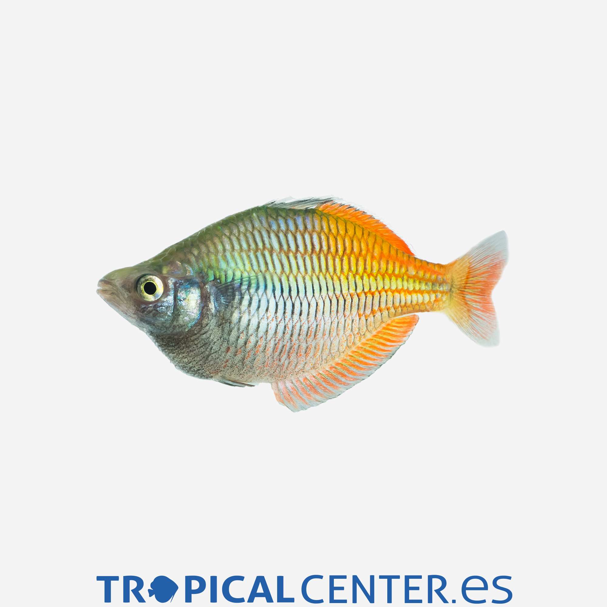 ai18-5-pez-arcoiris-de-boeseman_general_3285.jpg ai18-5-pez-arcoiris-de-boeseman_general_3285.jpg