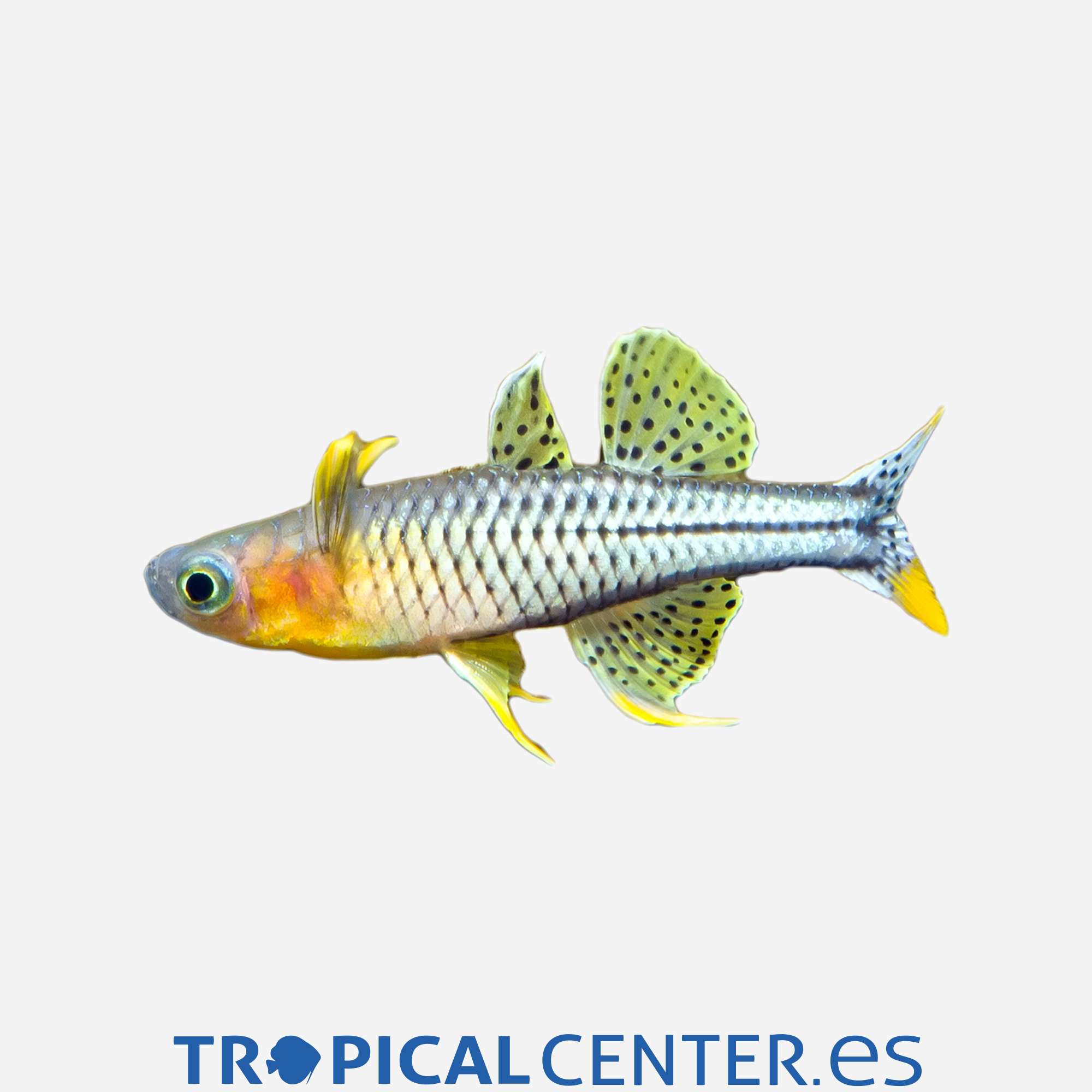 ai21-2-ojo-azul-manchado_general_3289.jpg ai21-2-ojo-azul-manchado_general_3289.jpg