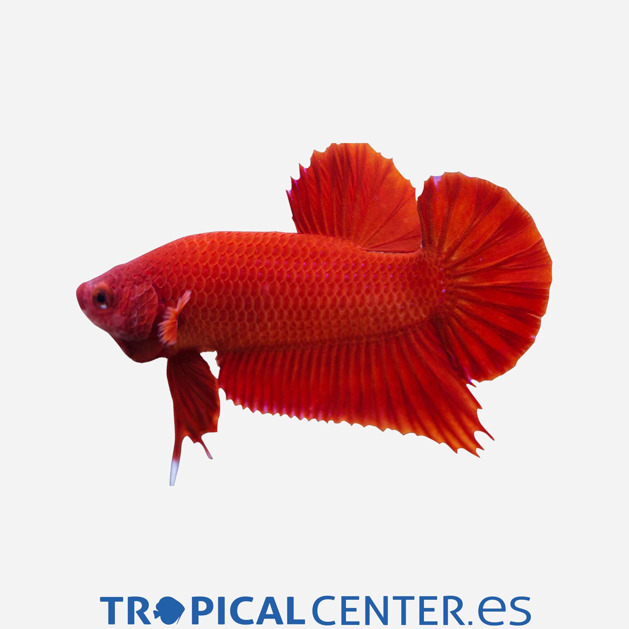 an148-7-betta-plakat-halfmoon-hqf-macho_general_3314.jpg an148-7-betta-plakat-halfmoon-hqf-macho_general_3314.jpg