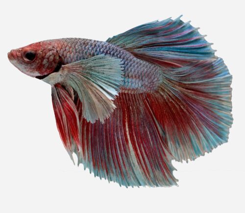 Betta Halfmoon Dumbo (macho)