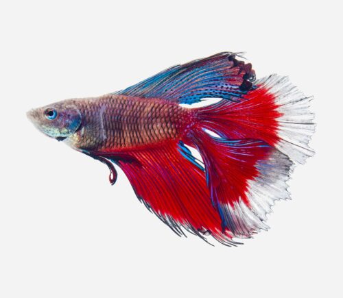 Betta Doble Cola Surtido (macho)
