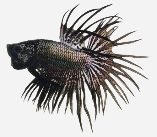 Betta Corona  Black Orchid 💎HQF💎 (macho)