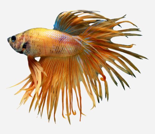 Betta Corona Amarillo (macho)