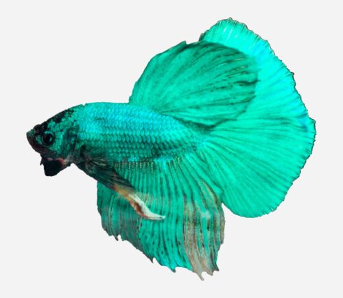 Betta Halfmoon Verde (macho)