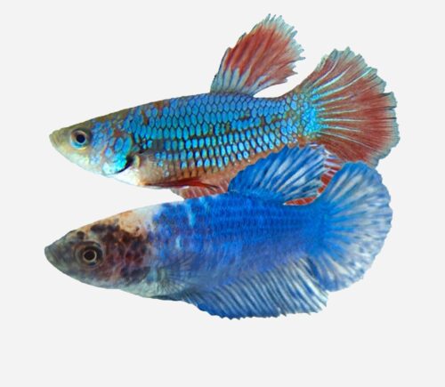 Betta Superdelta Surtido (hembra)
