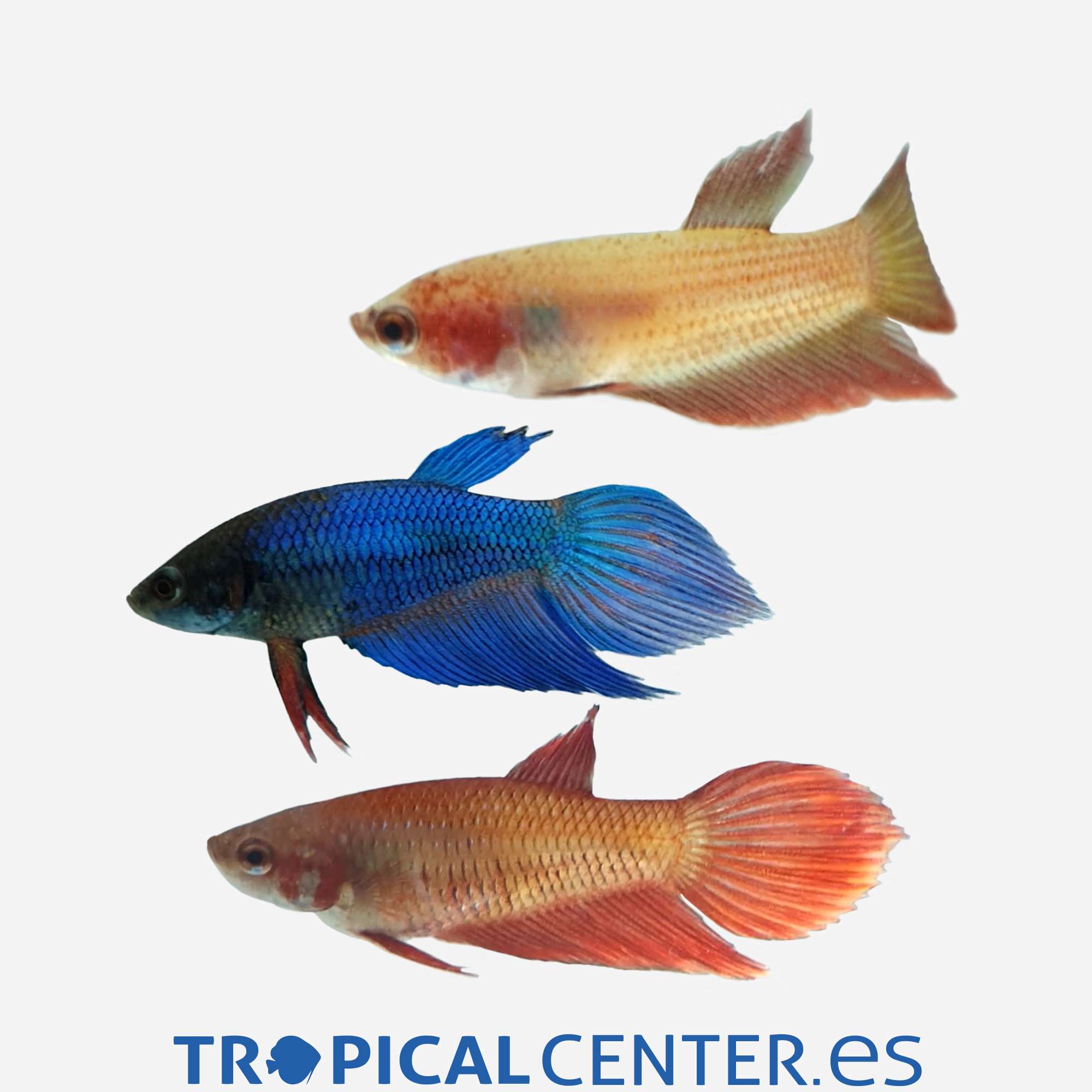 an40-2-betta-comun-surtido-hembra_general_3293.jpg an40-2-betta-comun-surtido-hembra_general_3293.jpg