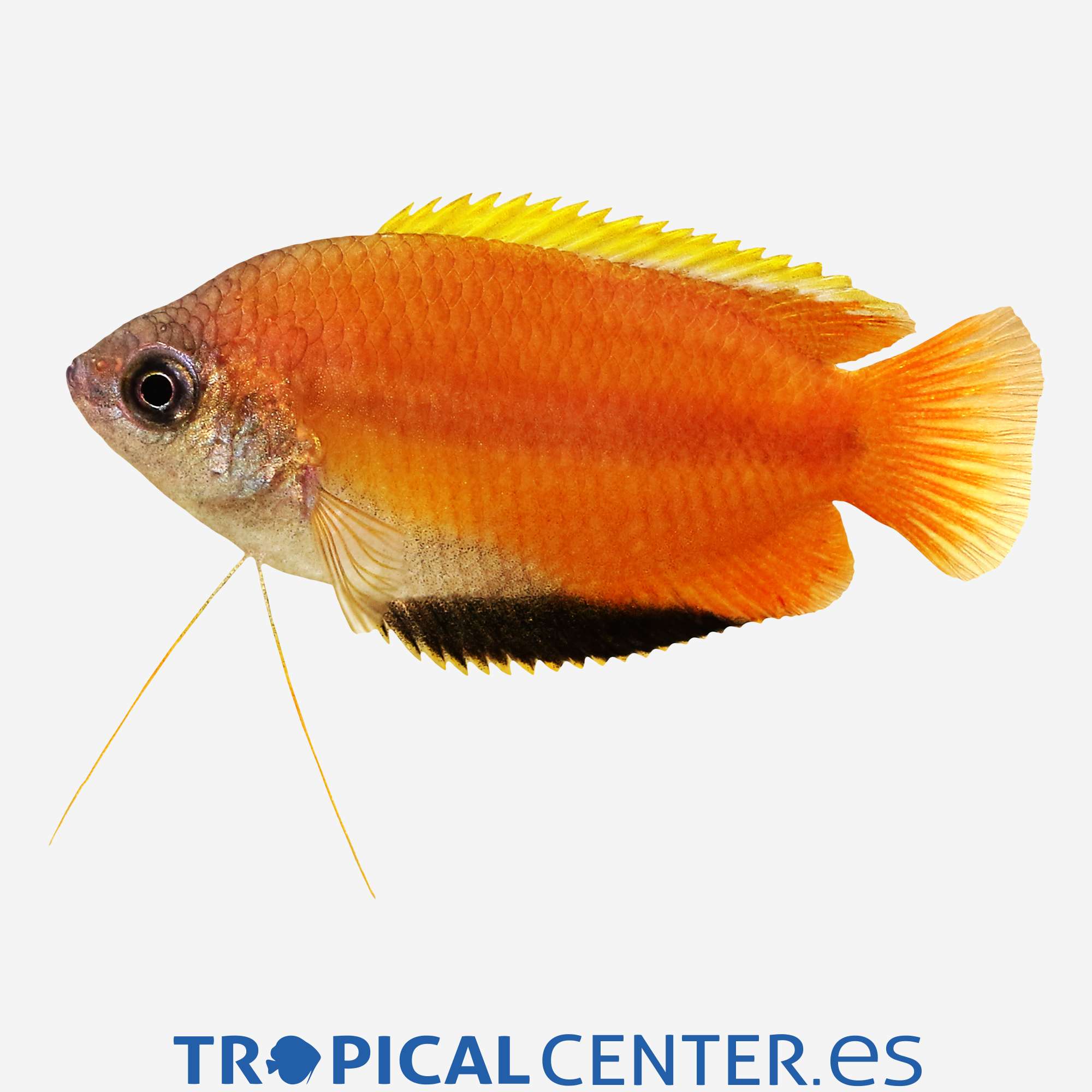 an51-0-colisa-chuna-miel_general_3298.jpg an51-0-colisa-chuna-miel_general_3298.jpg