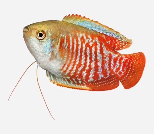 Colisa lalia (macho)