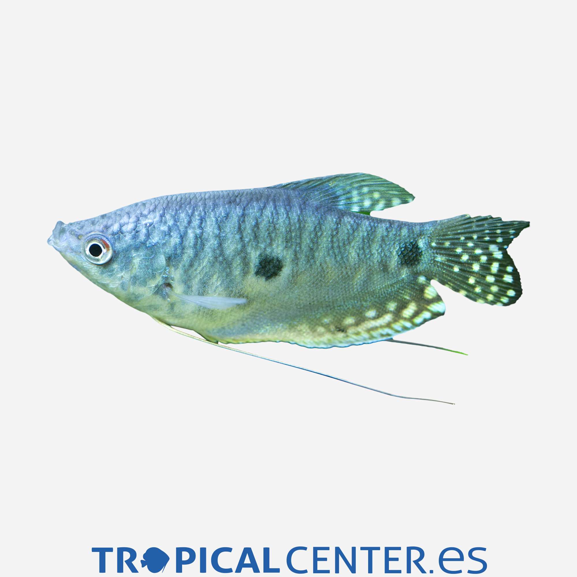 an65-00-gurami-azul_general_3301.jpg an65-00-gurami-azul_general_3301.jpg