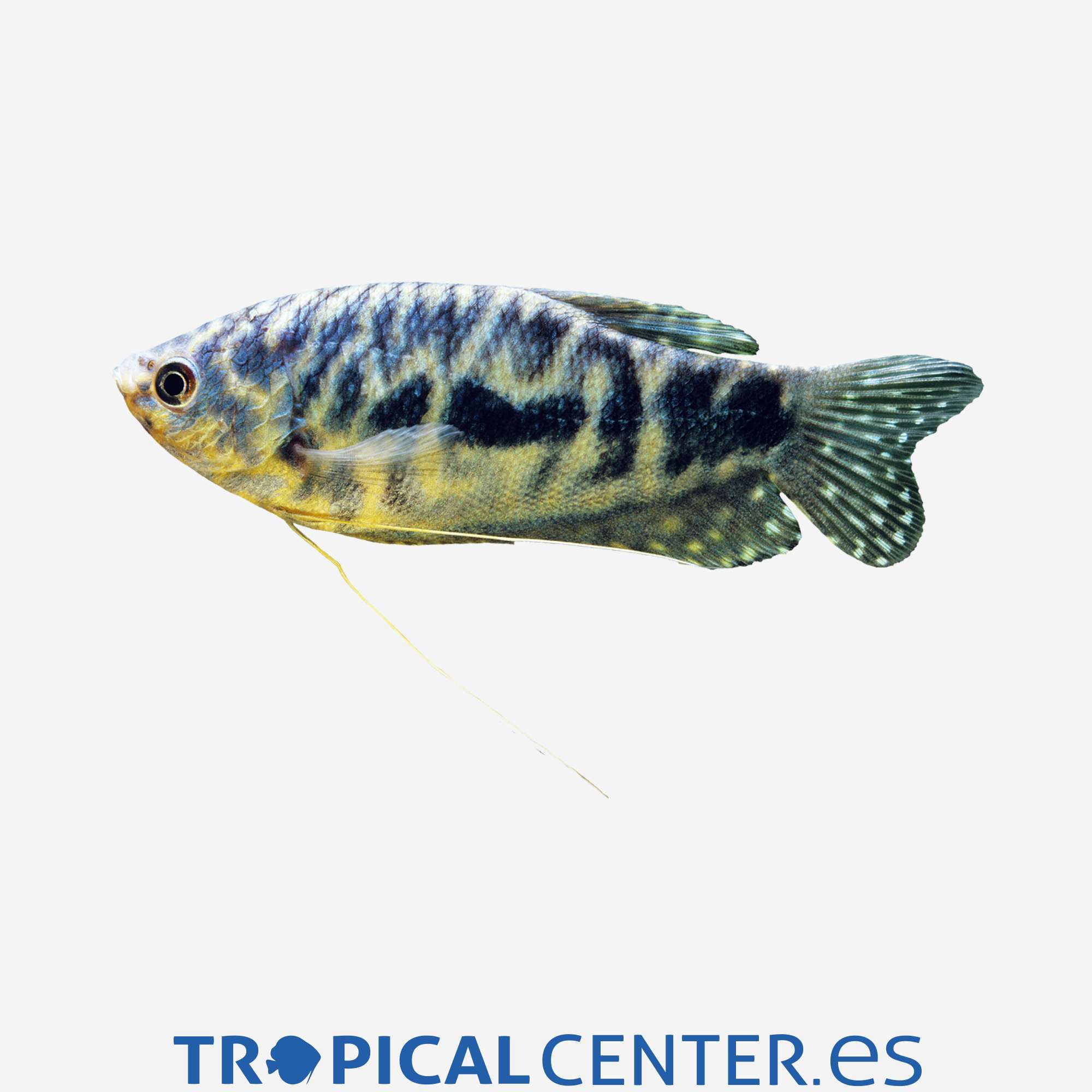 an65-04-gurami-azul-cosby-hqf_general_3302.jpg an65-04-gurami-azul-cosby-hqf_general_3302.jpg