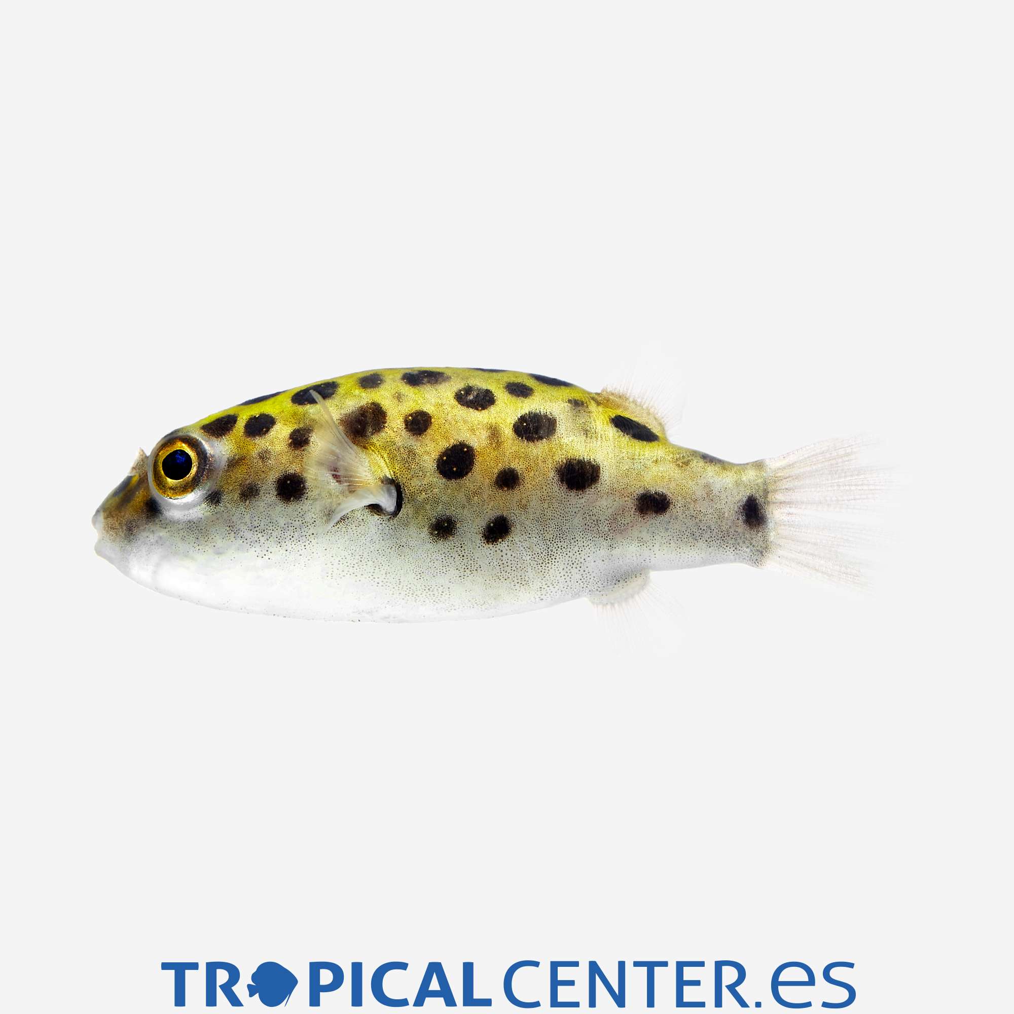 as26-2-pez-globo-moteado_general_5207.jpg as26-2-pez-globo-moteado_general_5207.jpg