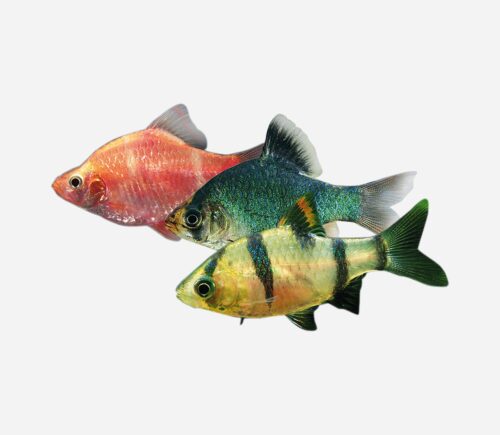 Barbo tetrazona Surtido