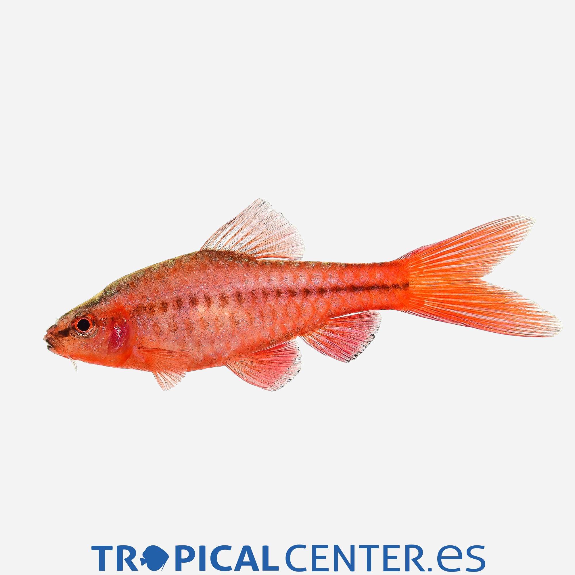 ba74-2-barbo-cereza-velo-hqf_general_4583.jpg ba74-2-barbo-cereza-velo-hqf_general_4583.jpg